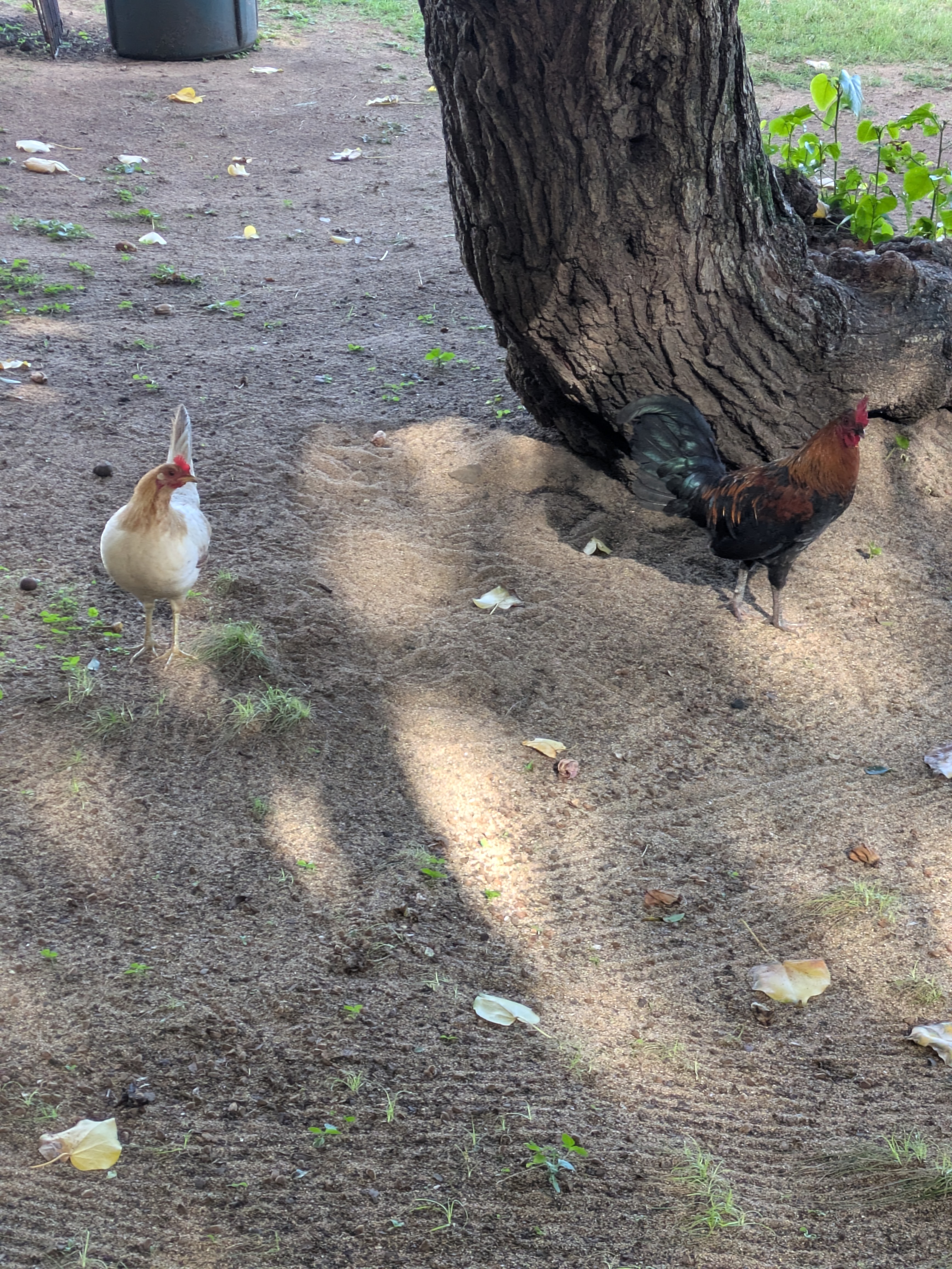 PXL 20250222 192818677