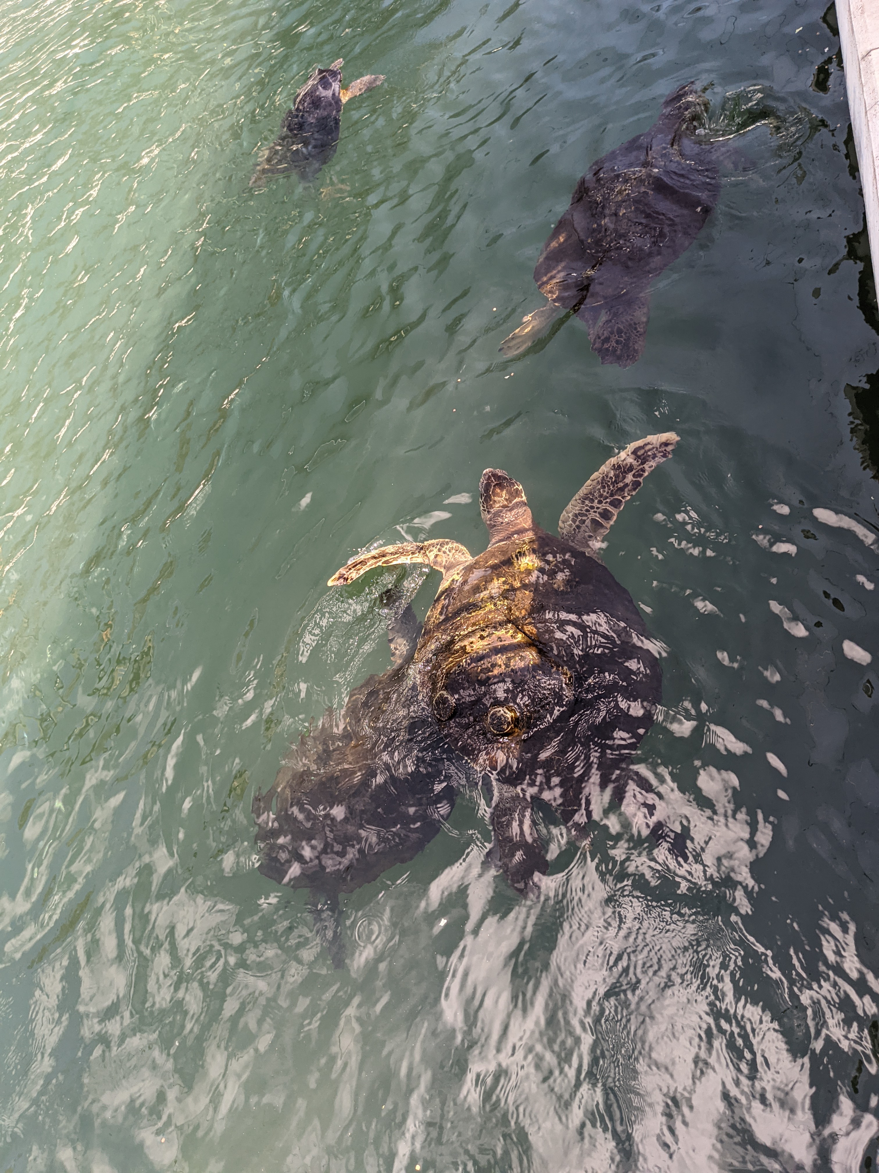 PXL 20210311 203741554.MP